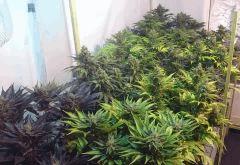 WHITE BERRY FLO+73