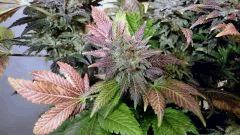 WHITE BERRY #12  FLO+80