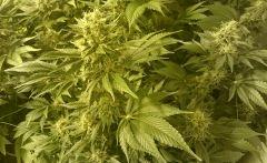 WHITE BERRY # 12 FLO+61