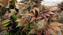 WHITE BERRY #12  FLO+80
