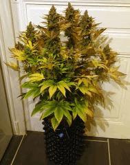 WHITE BERRY #9  FLO+80