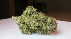 WHITE BERRY # 7