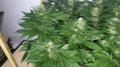 WHITE BERRY 7 FLO+48