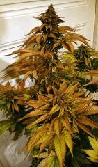 WHITE BERRY #5  FLO+80