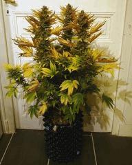 WHITE BERRY #4  FLO+80