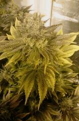 WHITE BERRY#12, FLO+73