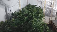 WHITE BERRY FLO+48