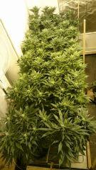 WHITE BERRY, FLO+34