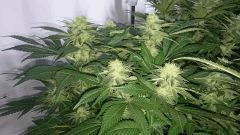 WHITE BERRY 1 FLO+48