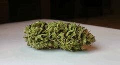 WHITE BERRY # 5