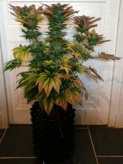WHITE BERRY #8  FLO+80