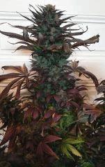 WHITE BERRY #7  FLO+80