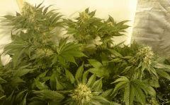 WHITE BERRY # 6 FLO+61