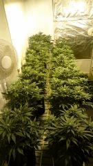 White Berry, FLO+23
