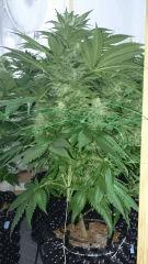 WHITE BERRY 7 FLO+48