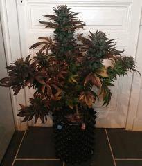 WHITE BERRY #7  FLO+80