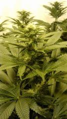WB#10, Bud