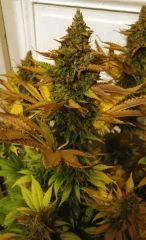 WHITE BERRY #9  FLO+80