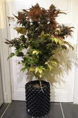 WHITE BERRY #6  FLO+80