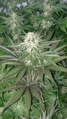 WHITE BERRY 10 FLO+48