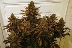 WHITE BERRY #3  FLO+80