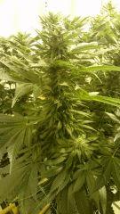 WHITE BERRY#7, FLO+34