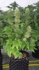 WHITE BERRY 11 FLO+48