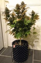 WHITE BERRY #12  FLO+80
