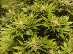 WHITE BERRY # 8 FLO+61