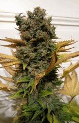 WHITE BERRY #11  FLO+80