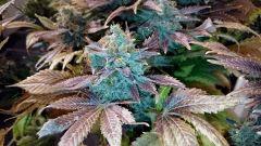 WHITE BERRY #12  FLO+80