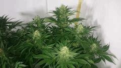 WHITE BERRY 6 FLO+48