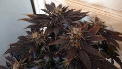 WHITE BERRY #1  FLO+80
