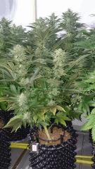 WHITE BERRY 10 FLO+48