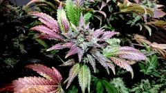 WHITE BERRY #12  FLO+80