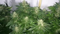 WHITE BERRY 3 FLO+48