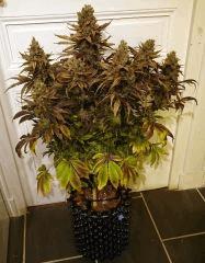 WHITE BERRY #3  FLO+80