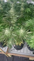 WHITE BERRY 10 FLO+48