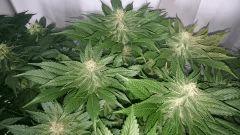 WHITE BERRY 2 FLO+48