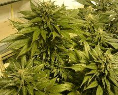 WHITE BERRY # 7 FLO+61