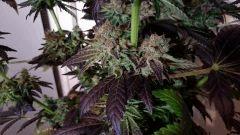 WHITE BERRY #1  FLO+80