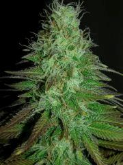 diesel