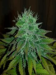 blacknesia