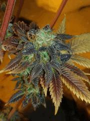 diesel