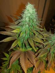 diesel