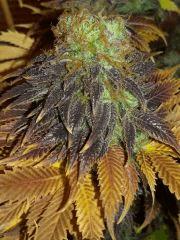 diesel