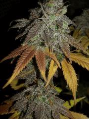 blacknesia