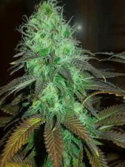 diesel