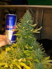deep cheese