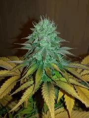 blacknesia